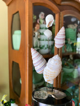 Load image into Gallery viewer, Vintage Seashell Kinetic
